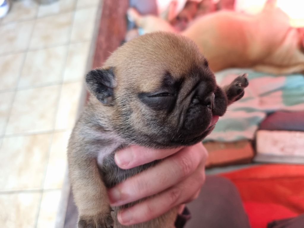 De L'Orée Du Bois D'Ermitage - Bouledogue français - Portée née le 18/05/2024